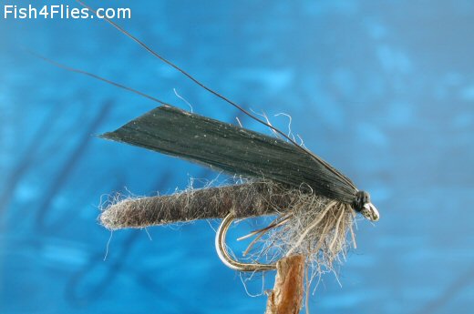 Caddis Pupa